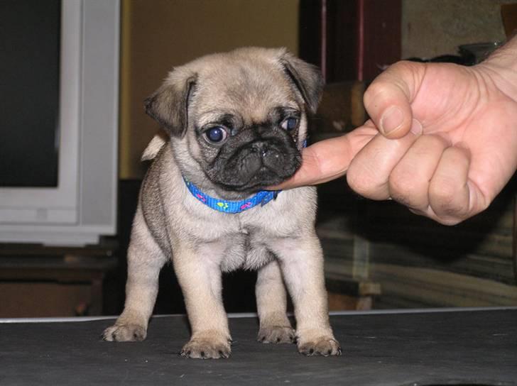 Mops Herkules of Smiling Farm billede 3