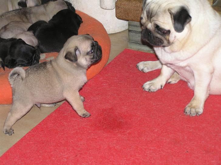 Mops Herkules of Smiling Farm billede 4