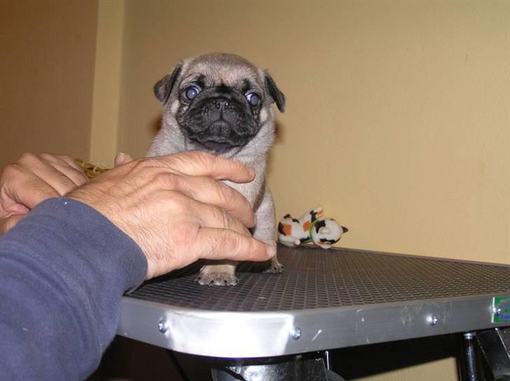 Mops Herkules of Smiling Farm billede 5