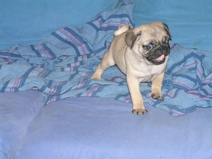 Mops Herkules of Smiling Farm billede 6