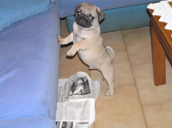 Mops Herkules of Smiling Farm billede 7