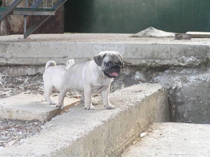 Mops Herkules of Smiling Farm billede 8