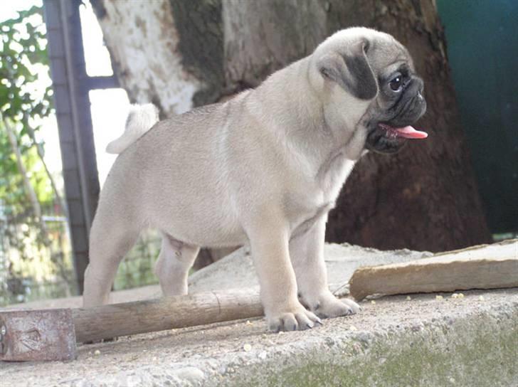 Mops Herkules of Smiling Farm billede 9