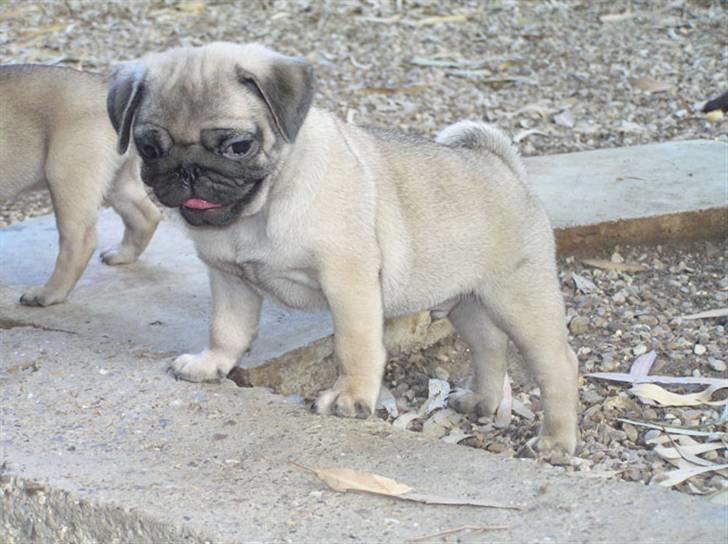 Mops Herkules of Smiling Farm billede 10