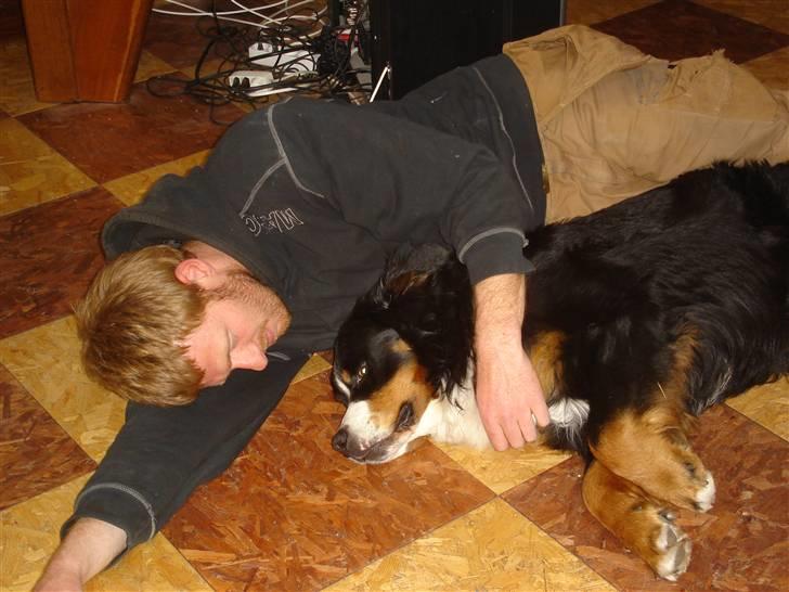 Berner sennenhund BASTIAN - Far og mig sover lige lidt på gulvet.. Hyggeligt! billede 10