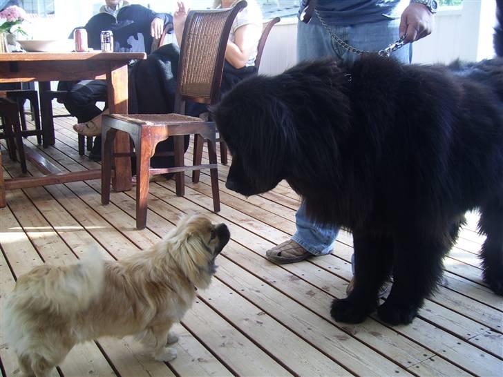 Newfoundlænder Maximus billede 11