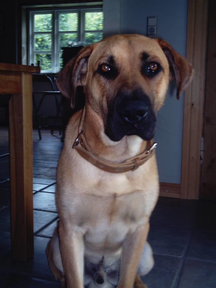 Blanding af racer Cato Bønnelykke  - Cato  1 år :D billede 9