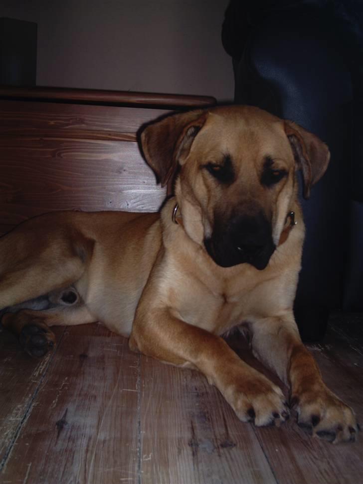 Blanding af racer Cato Bønnelykke  - cato 1 år billede 10