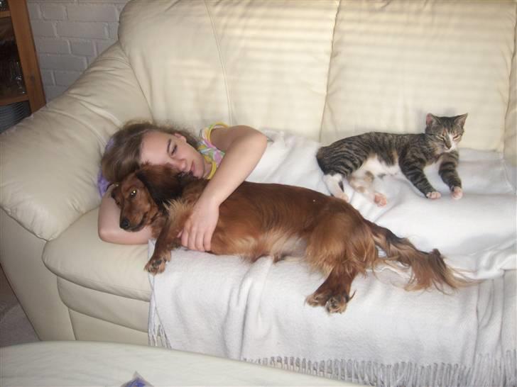 Dværggravhund Felix billede 8