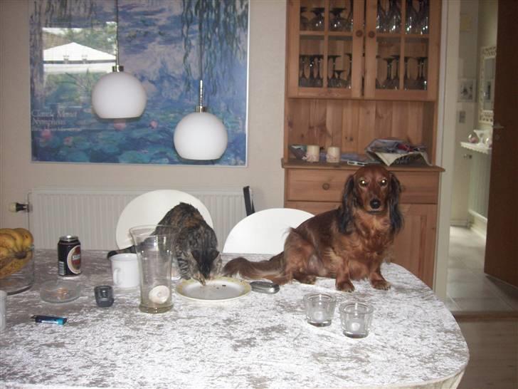 Dværggravhund Felix billede 9