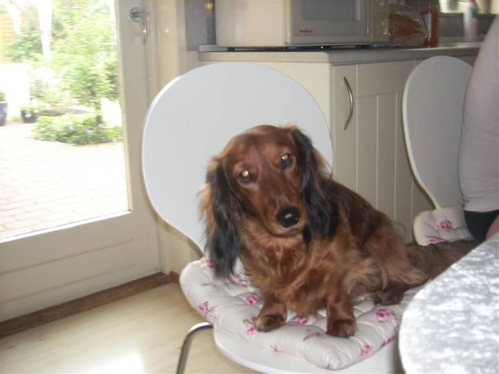 Dværggravhund Felix billede 10