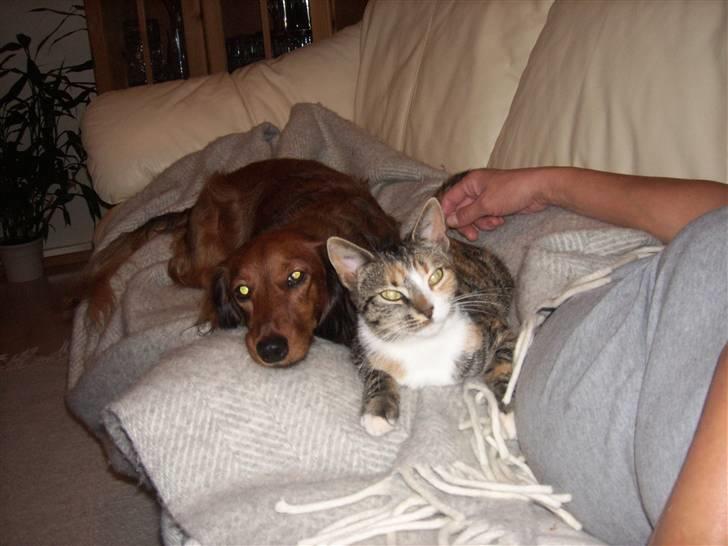 Dværggravhund Felix billede 11