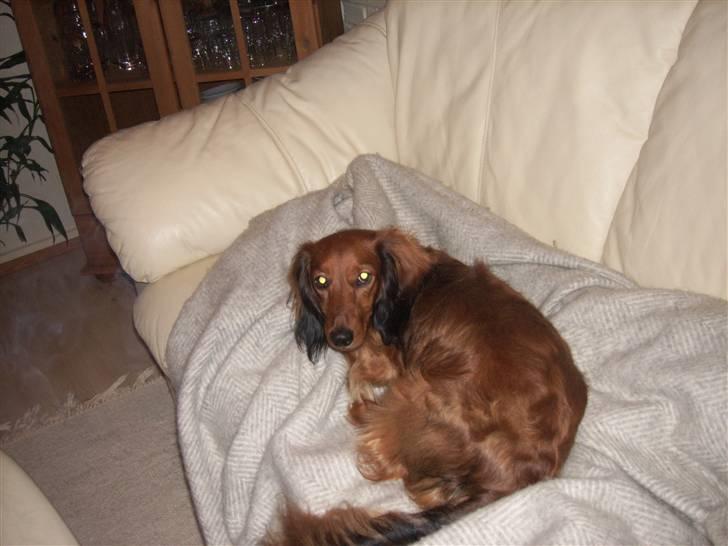 Dværggravhund Felix billede 12