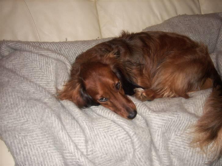 Dværggravhund Felix billede 13