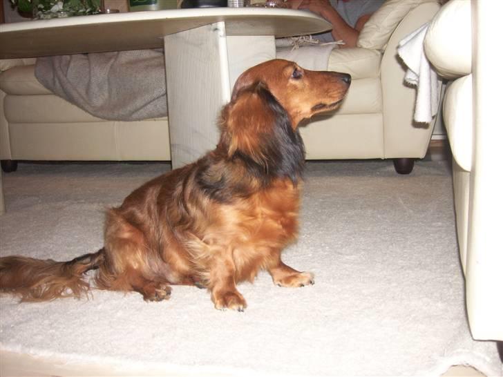 Dværggravhund Felix billede 14