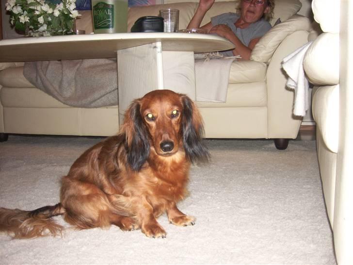 Dværggravhund Felix billede 15