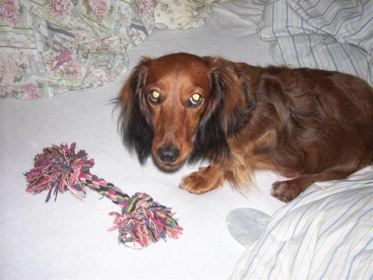 Dværggravhund Felix billede 16