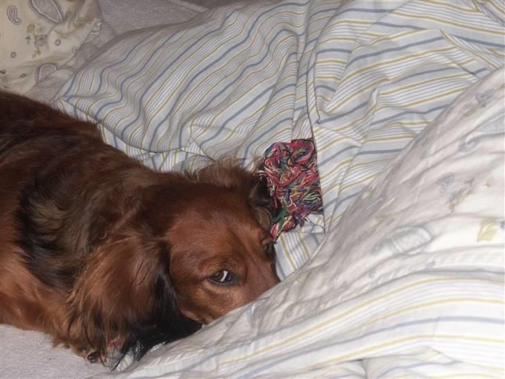 Dværggravhund Felix billede 17