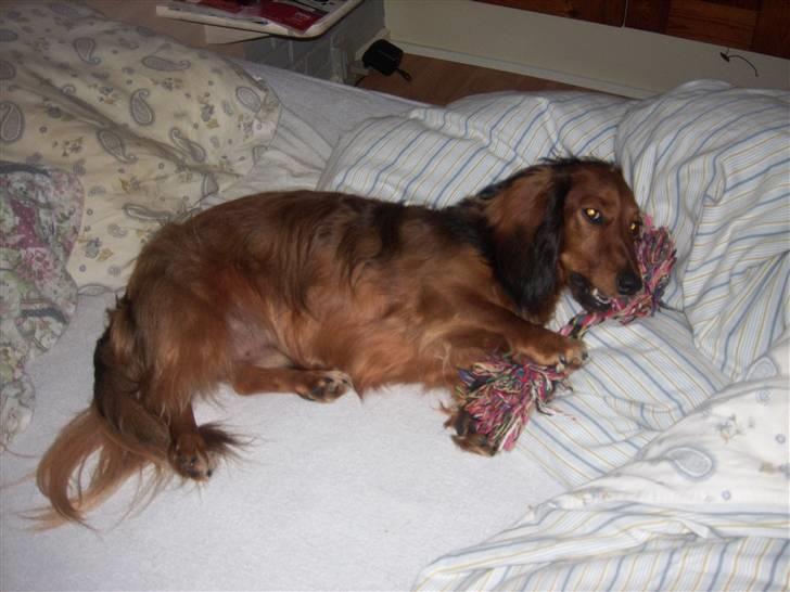 Dværggravhund Felix billede 18