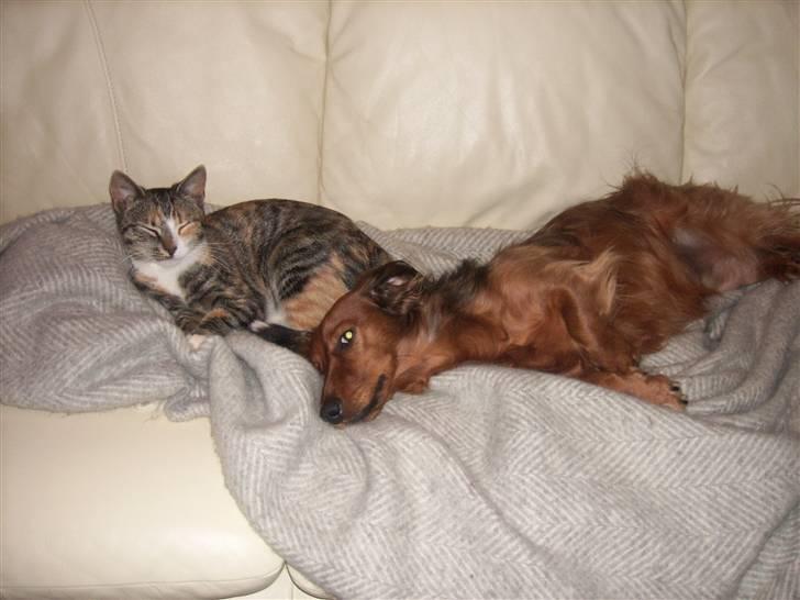 Dværggravhund Felix billede 19