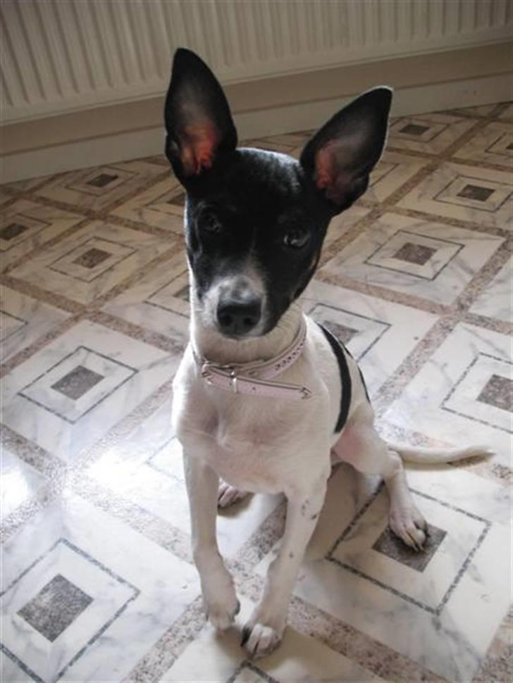 Dansk svensk gaardhund Futte - Søde lille Futte med hendes stritører ;D billede 1