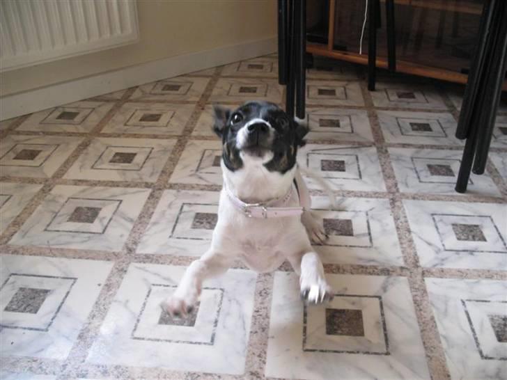 Dansk svensk gaardhund Futte - Batmand!! Nu kommer jeg og tar´dig! Arrh! billede 2