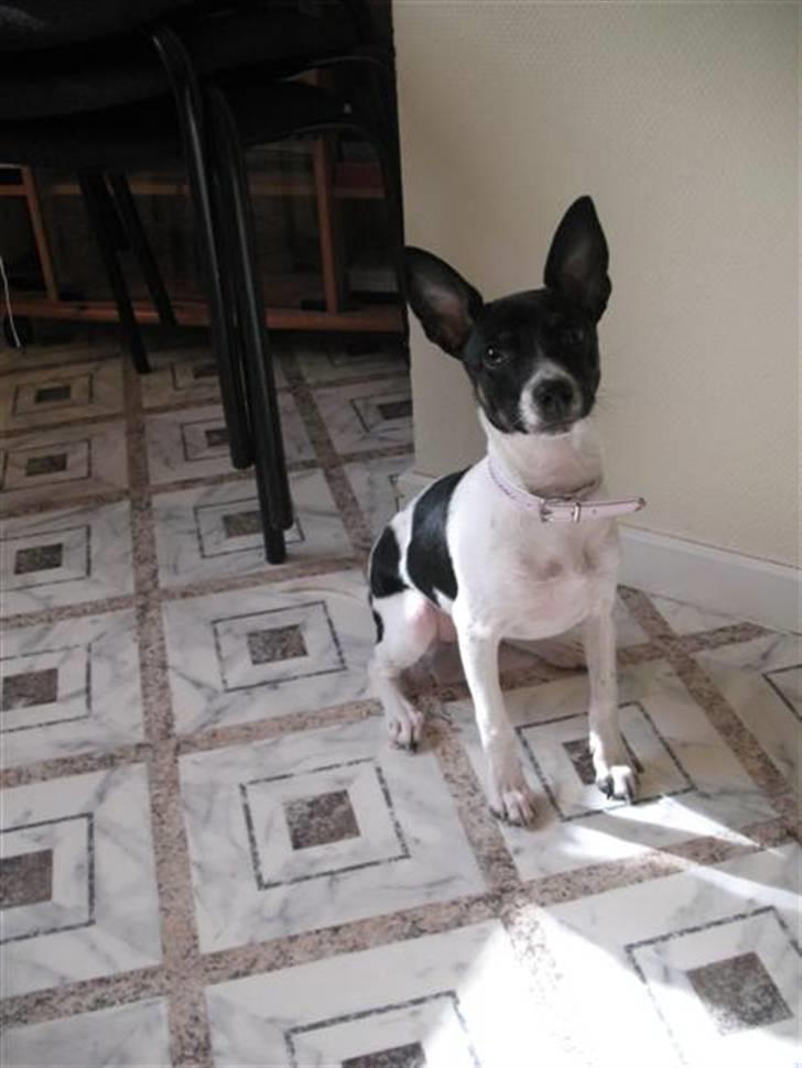 Dansk svensk gaardhund Futte - Jeg kan godt sidde stille for en stund. Men osse kun fordi du bad mig om det ;D billede 3