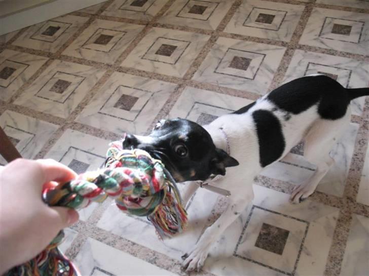 Dansk svensk gaardhund Futte - Jeg er stærkere end dig ! Haha, kan du så komme med den ! Arrrh arrrh ! billede 4