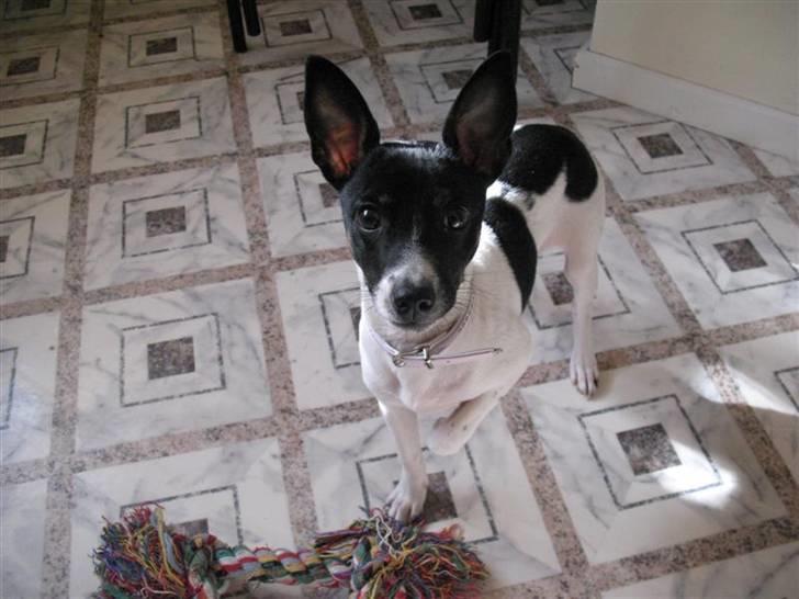 Dansk svensk gaardhund Futte - Hvis jeg nu kigger rigtigt sødt på dig, vil du så ikke lege lidt mere med mig? Er altså slet ik træt ! ;) billede 5