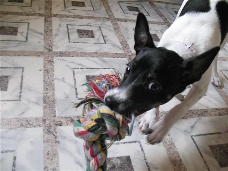 Dansk svensk gaardhund Futte - Kooom med den !  billede 6