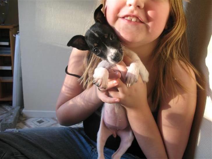 Dansk svensk gaardhund Futte - Futte da hun var ca 7 uger gammel sammen med min lillesøster :) billede 7