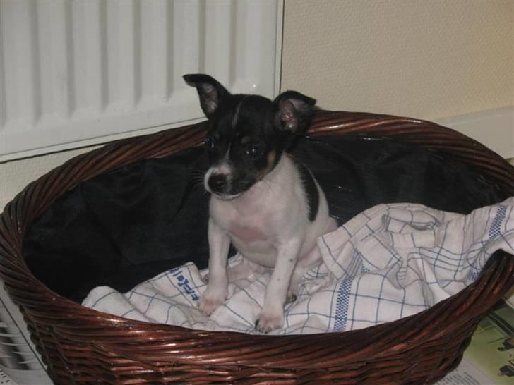 Dansk svensk gaardhund Futte - Her kan hun svømme i sin kurv.. Men hun er blevet noget større siden ;) billede 8