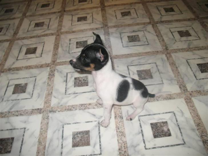 Dansk svensk gaardhund Futte - Baby futte :D billede 9