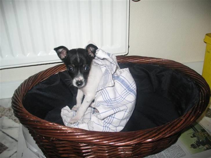 Dansk svensk gaardhund Futte - Tittebøh ;D billede 10