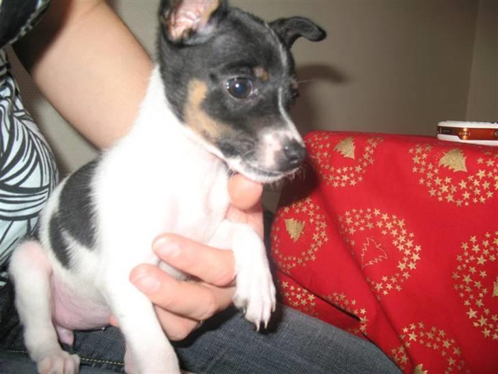 Dansk svensk gaardhund Futte - Lille bitte futte´lut <3 billede 11