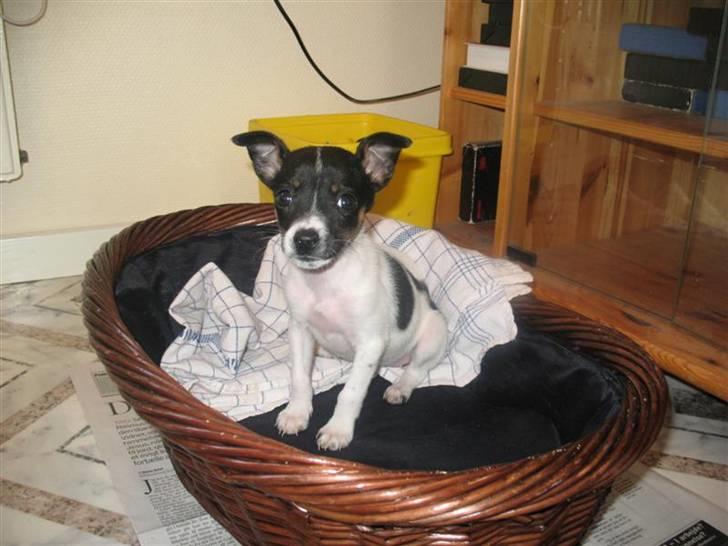 Dansk svensk gaardhund Futte - Hun er slet ik til at stå for! Her stritter ørene ik så meget. På et tidspunkt, var det kun det ene øre der stittede :) Så lidt sjovt ud ;) billede 12