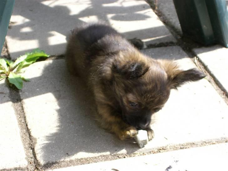 Chihuahua Alfie - uhm.. dejlig sten ??!! billede 11