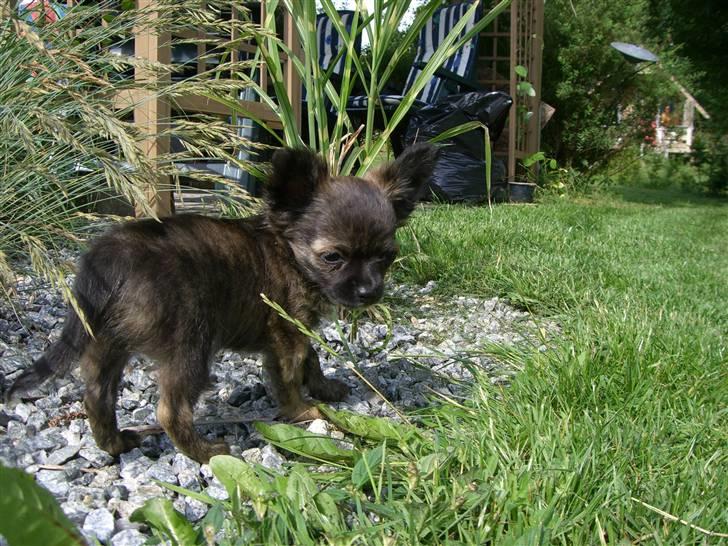 Chihuahua Alfie - på udforskning i haven billede 12