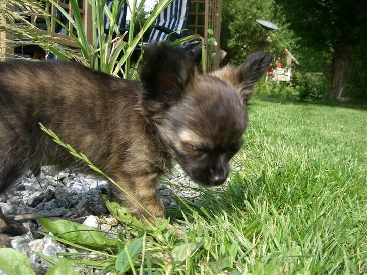 Chihuahua Alfie - hmm... græs billede 13