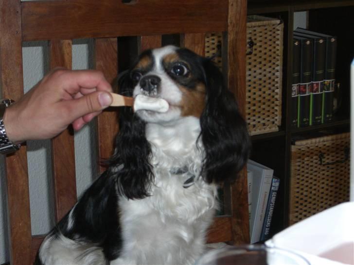 Blanding af racer Pelle - Jeg elsker is!  billede 9