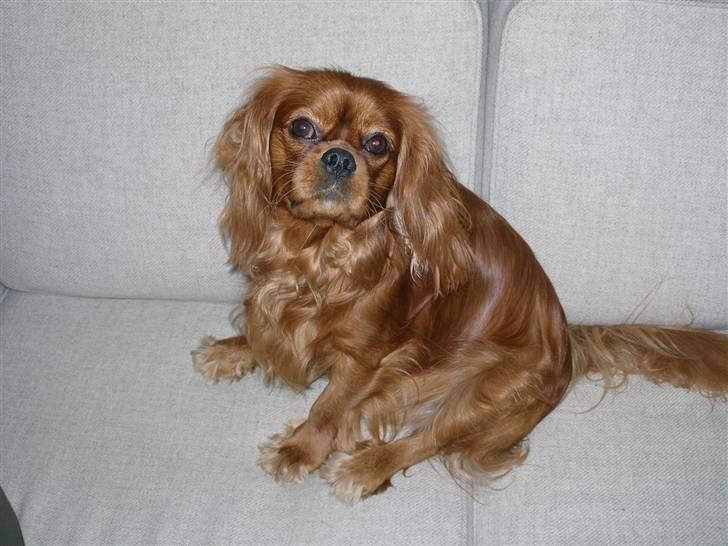 Cavalier king charles spaniel Nemo (død, 2011) billede 14