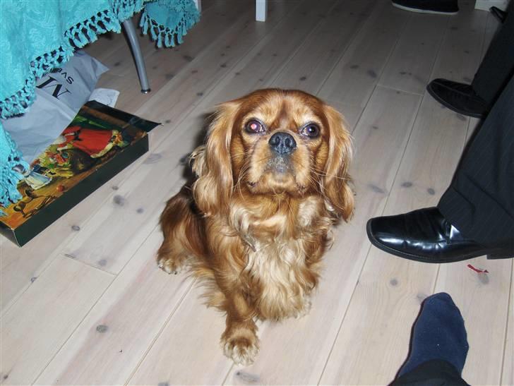 Cavalier king charles spaniel Nemo (død, 2011) billede 15