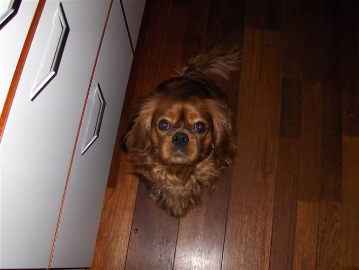 Cavalier king charles spaniel Nemo (død, 2011) billede 16