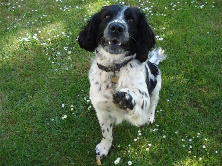 Field Trial spaniel *Victor* - Hvor er jeg god til at vinke;-) billede 1