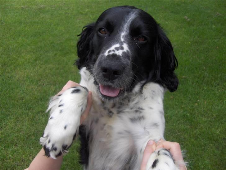 Field Trial spaniel *Victor* - Smil.. Skal vi danse tango??? billede 2