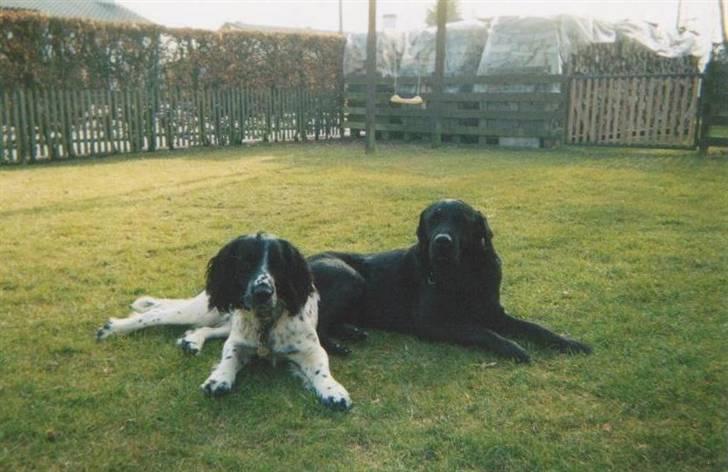 Field Trial spaniel *Victor* - Her er vores gamle hund labradoren Robin.. blev desværre aflivet kun som 8-årig da han faldet mange gange og kunne tilsidt ikke gå.. var desuden halvblind på øjnene og kunne ikke holde alt maden idebords...savner ham meget.. billede 3