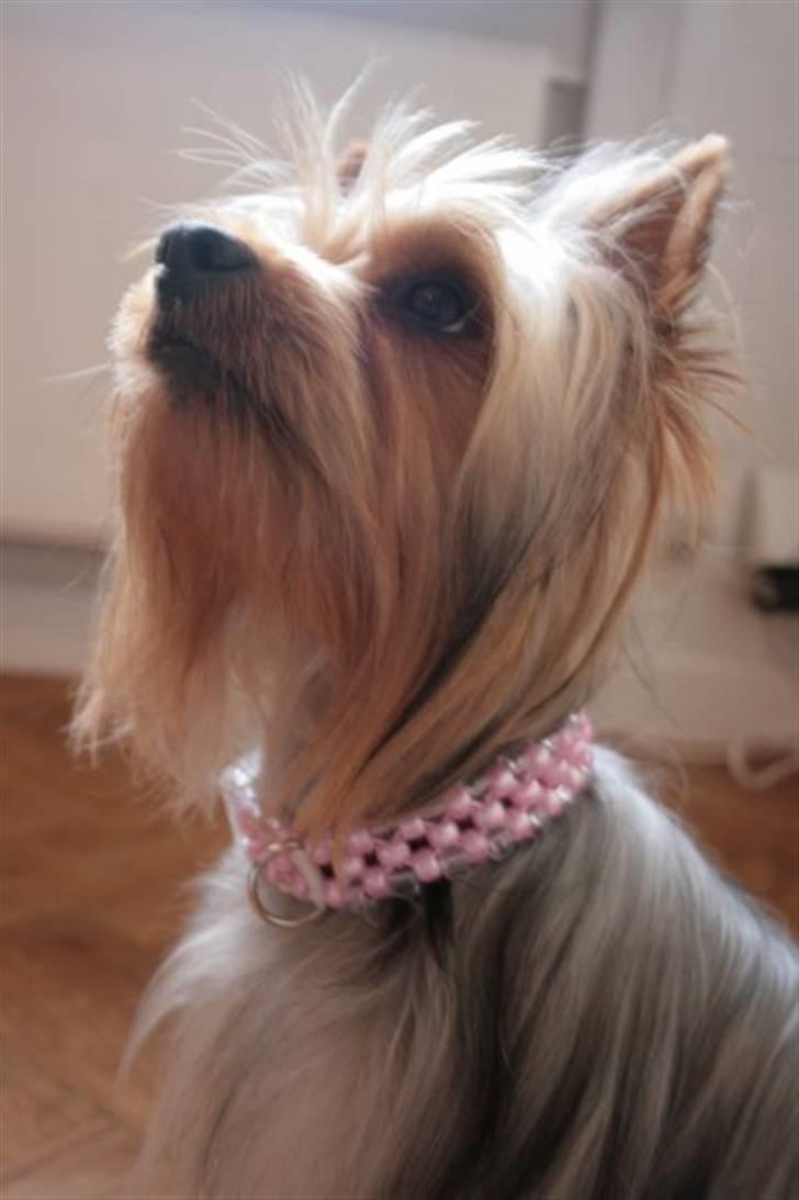 Australian silky terrier Bibi - Bibi, som voksenhund med smukt håndlavet smykkehalsbånd billede 1