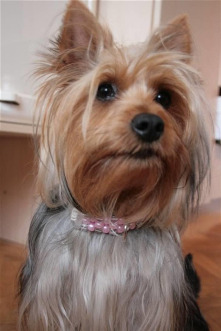 Australian silky terrier Bibi - Var der nogen - der sagde noget?  billede 2