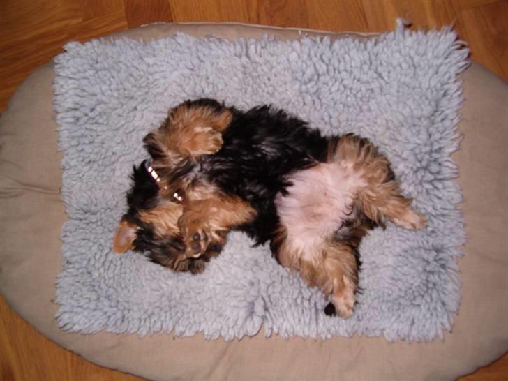 Australian silky terrier Bibi - Første dag i sit nye hjem - og så alligevel så dejlig tilpas og tryg billede 3