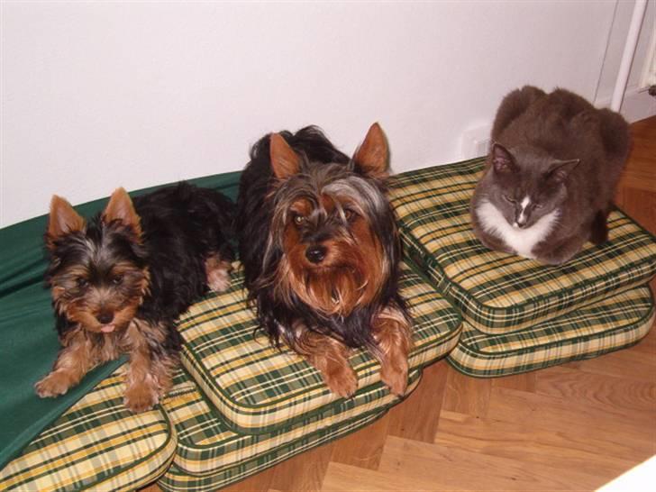 Australian silky terrier Bibi - Bibi sammen med storebror Frede og en mærkelig "hund", som hedder Diesel billede 4
